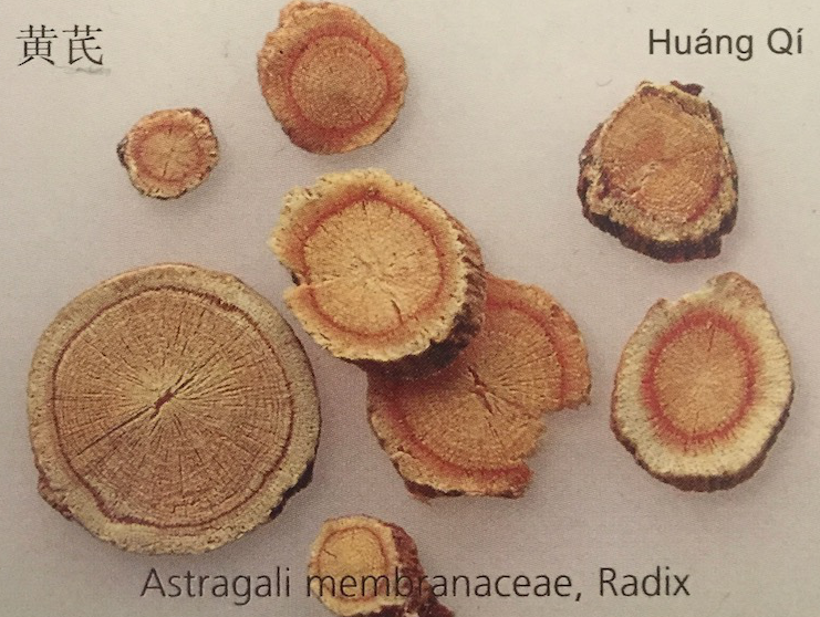Astragalus, Huang Qi, Bild Complemedis